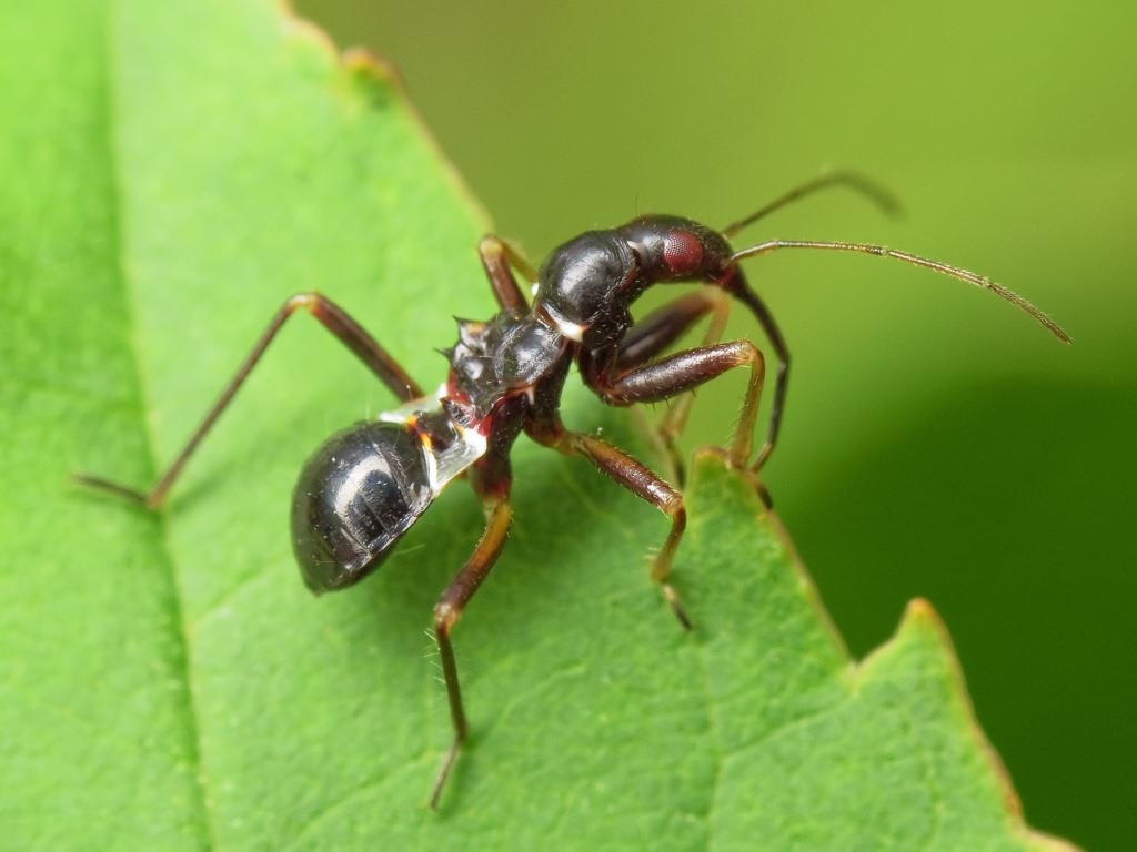 Himacerus mirmicoides (O. Costa, 1834)